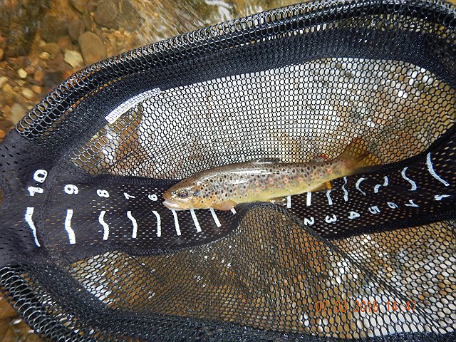 DSCN0521.jpg -                                Ed got the award for the nicest fish of the day with this 12 in brown.