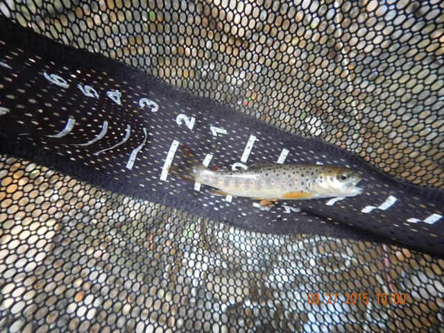 DSCN0601.jpg -                                Ed got this pretty brown.