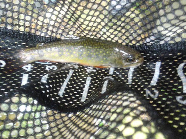 DSC01736.jpg -                                The trout were there but tough to catch