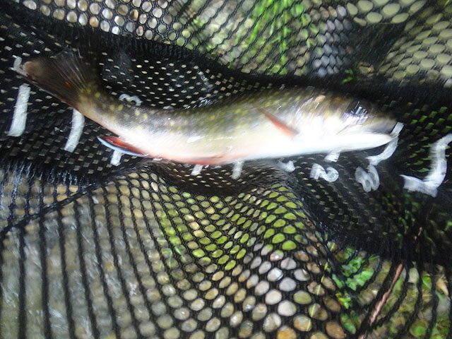 DSC01749.jpg -                                Got a couple 8-9 inchers.  Nice fish.