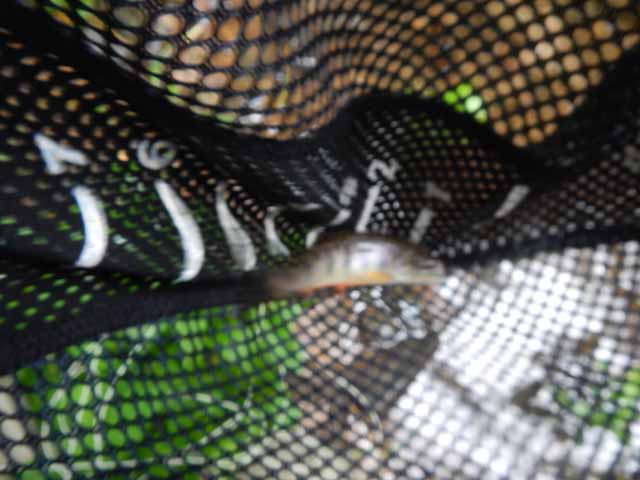 DSCN0071.jpg -                                