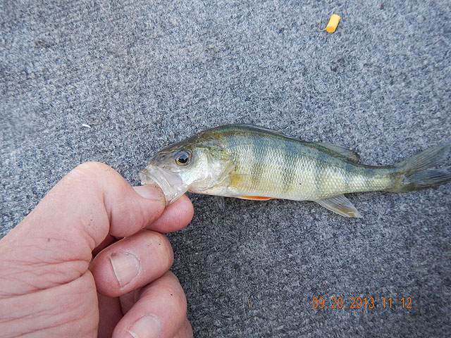 DSCN0119.jpg -                                Got a couple little Perch too.