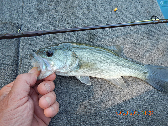 DSCN0120.jpg -                                No shortage of small bass however.