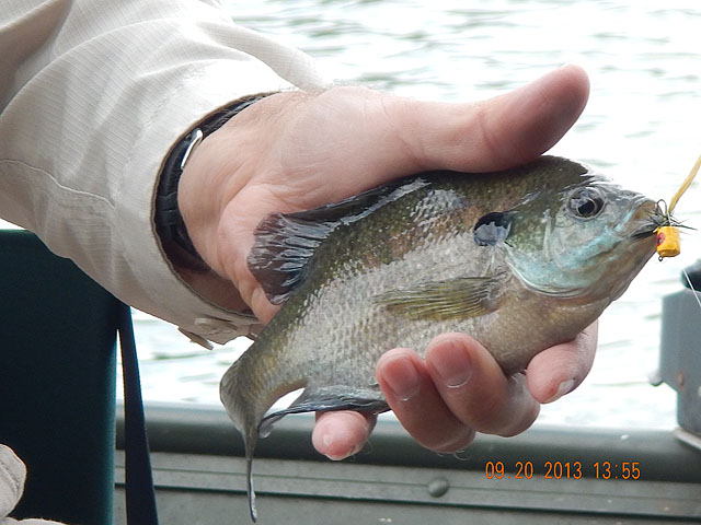 DSCN0123.jpg -                                Nice sized sunnies too!  Got a bunch of those on the fly rod.