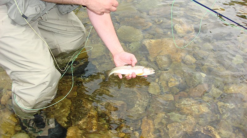 Trout4.JPG