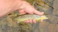 Trout