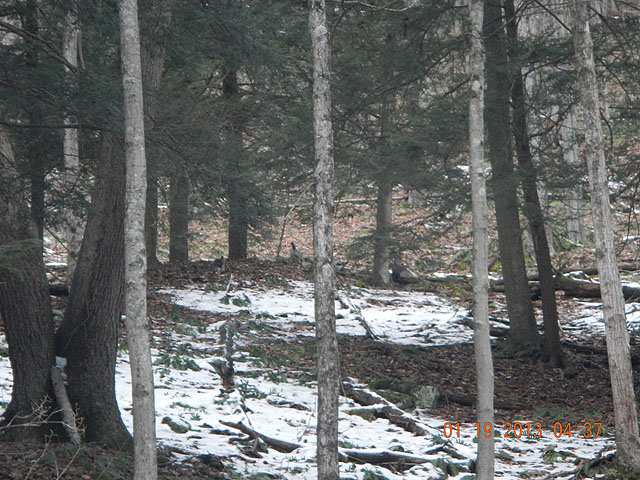 138.jpg -                                Hard to see but they are there!