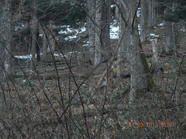 155.jpg -                                They blend in well.