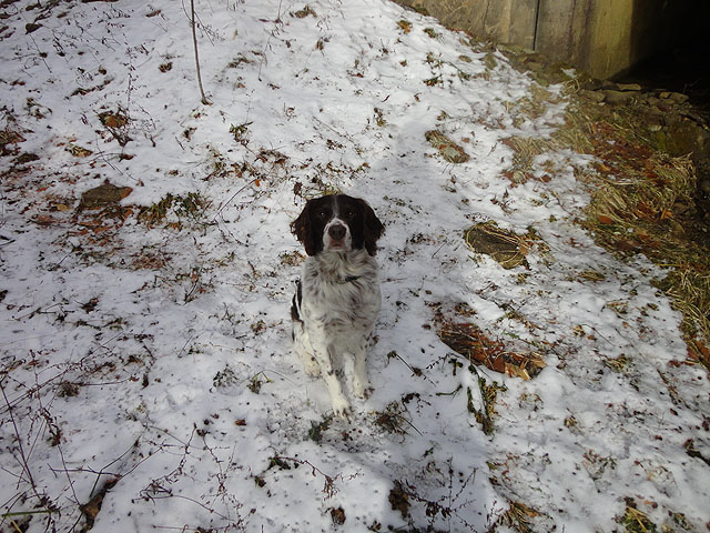 DSC01397.jpg -                                Remy didin't seem to mind the cold.  He was even taking a dip now and then!