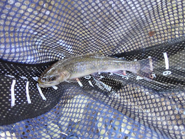 DSC01401.jpg -                                My first trout...this one was from Windfall.  A pretty little 9 incher!