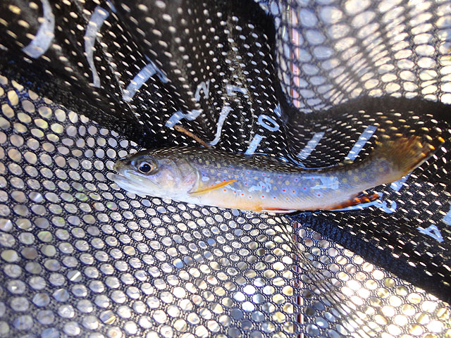 DSC01402.jpg -                                Hers my second.  Not as big as the first but beautiful none the less.