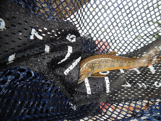 DSCN0360.jpg -                                A sample of what we got there.