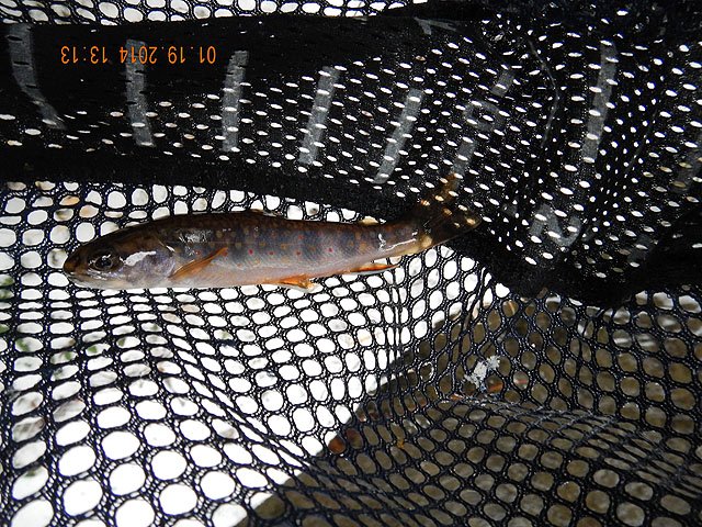 DSCN0361.jpg -                                Gary got one here too.