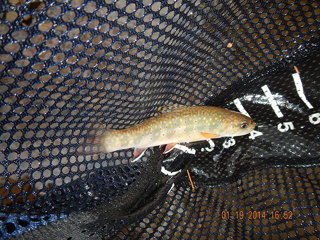 DSCN0368.jpg -                                Another of Gary's