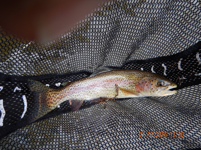DSCN0833.jpg -                                We did catch some stocked rainbows.  They can be fun too!