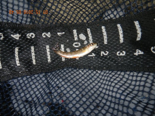 DSCN1584.jpg -                                