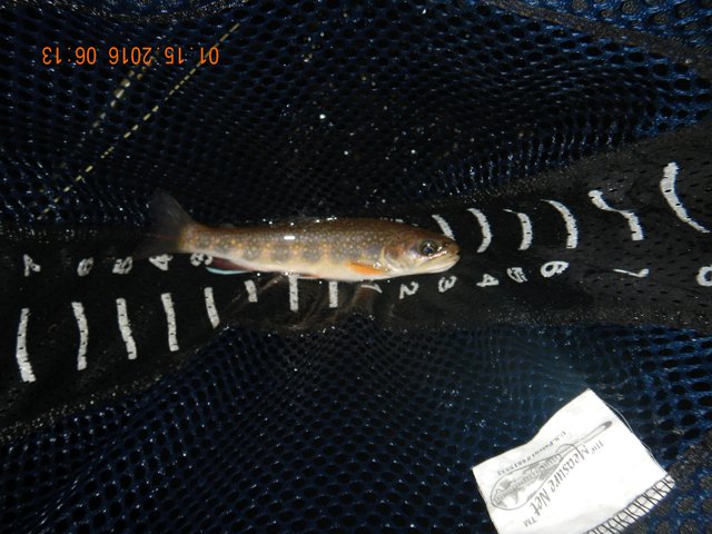 DSCN1592.jpg -                                