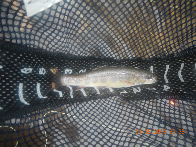 DSCN1597.jpg -                                I think we can call this one an 8 incher.