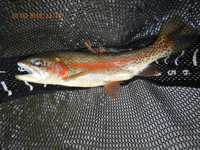 DSCN1601.jpg -                                Another stocker.  But, they were sure pretty too.  This was Gary's fish.