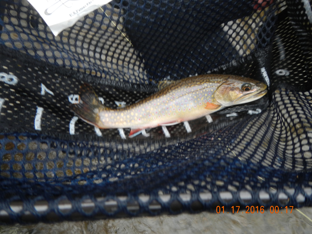 DSCN1604.jpg -                                Dave got this nice brookie among all the stocked rainbows.