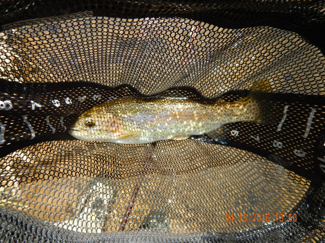 DSCN1084.jpg -                                