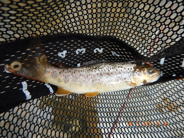 DSCN0253.jpg -                             First trout of the day.  All stockers on this trip.   