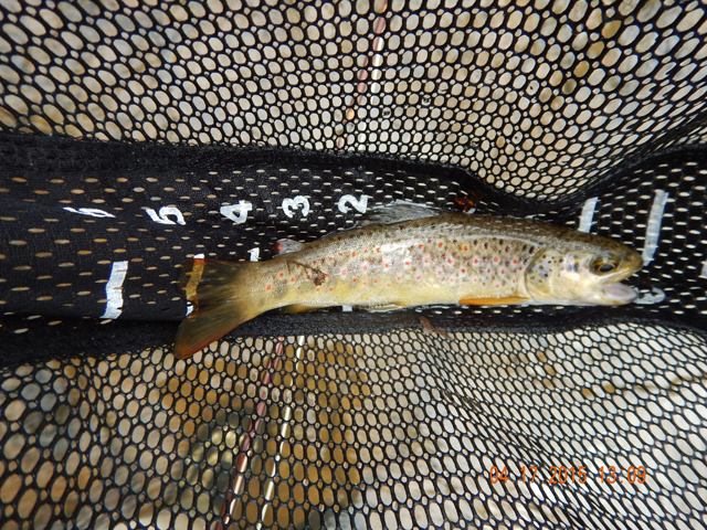 DSCN0255.jpg -                                Mostly browns.