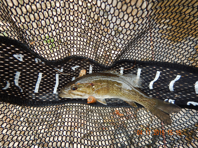 DSCN0259.jpg -                                Then I got this little smallmouth while dunking a nymph...go figure.