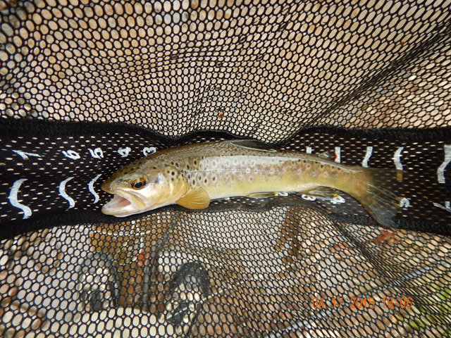 DSCN0264.jpg -                                Then I got the last one of the day, another little brown.