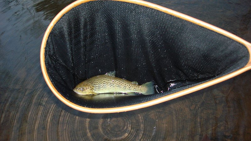 Trout1.JPG