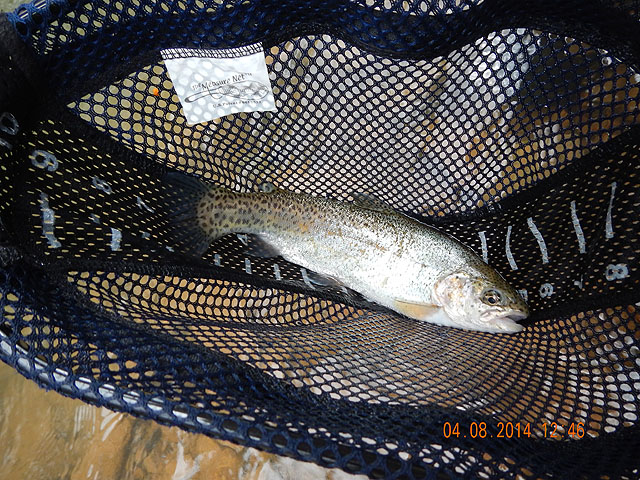 DSCN0448.jpg -                                Then I hit this 13 in rainbow.  It's a stocker but who cares...its a fish!