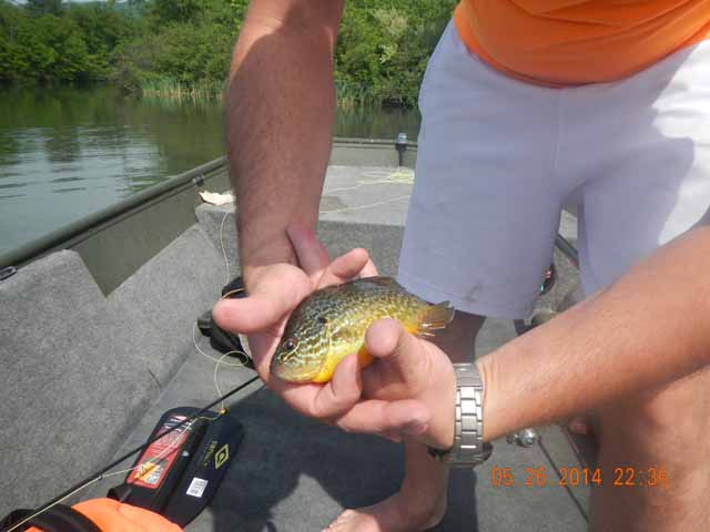 DSCN1002.jpg -                                Gary got a beauty of a blue gill