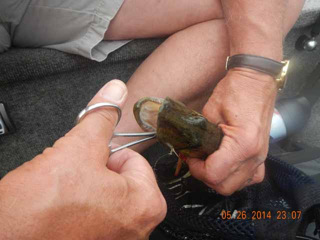 DSCN1006.jpg -                                Pickerel took the spinner pretty deep.