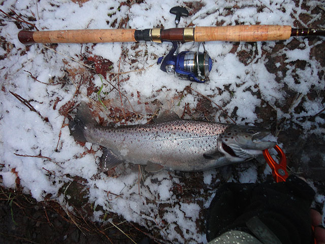 DSC00446.jpg - Caught one at Oak                               