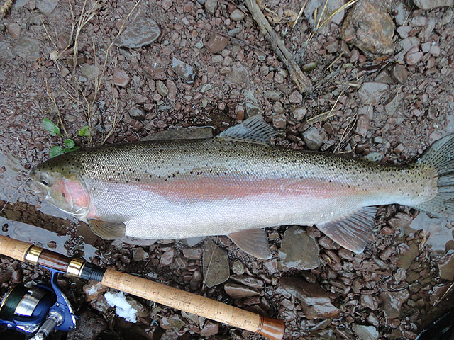 DSC00450.jpg - Another steelie at the Sycamore Hole                               