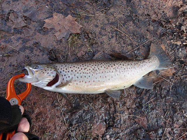 DSC00453.jpg - Small Brown at the Sycamore                               