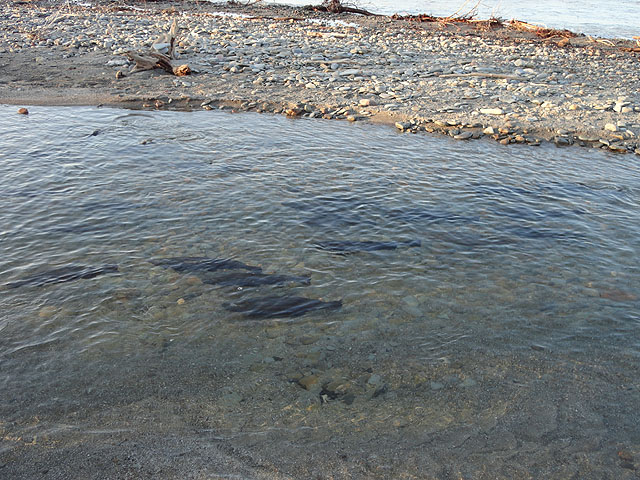 DSC00534.jpg - Trout Run at Erie..some beautiful Steelies.  Shame you can't fish for them here.                               
