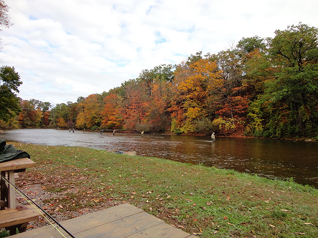 DSC00348.jpg -                                The Oak in the Fall...before the crowd