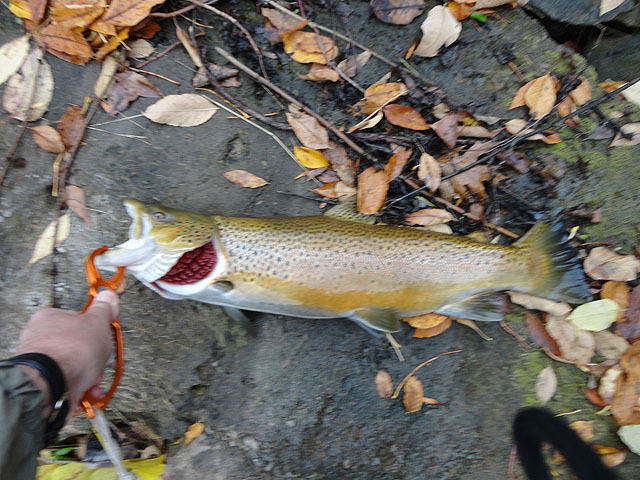 DSC00368.jpg -                                Another Brown for me.