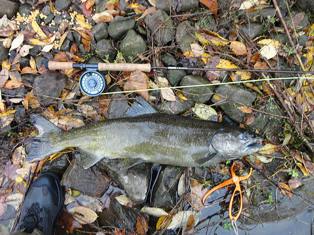 DSC00369.jpg -                                My last Salmon.  Not a bad trip!