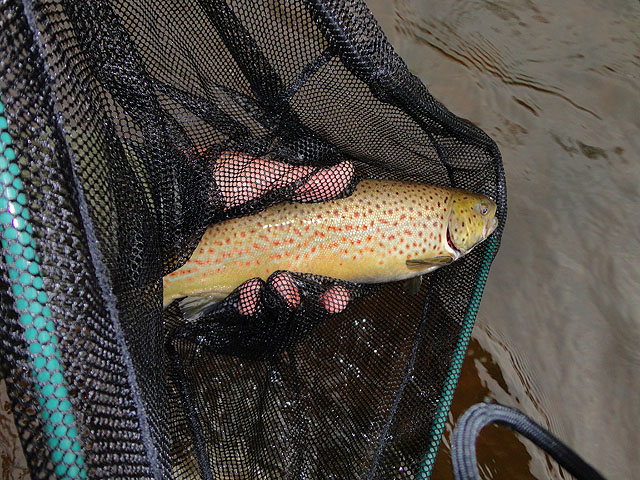DSC00406.jpg -                                My first Brown of the trip