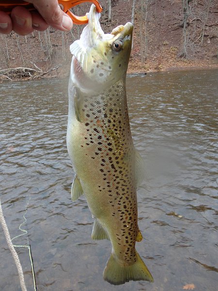 DSC00415.jpg -                                Now this was a Brown