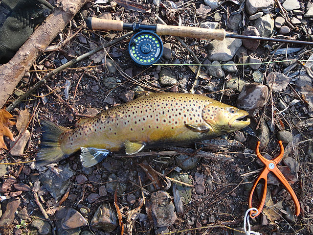 DSC00432.jpg -                                My male Brown