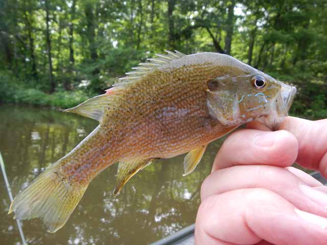 DSCN0114.jpg -                                Little better pic of the same fish.