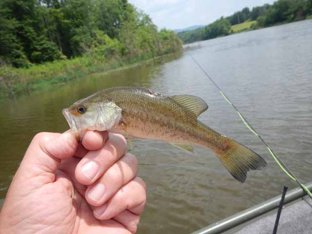 DSCN0115.jpg -                                Another small bass.