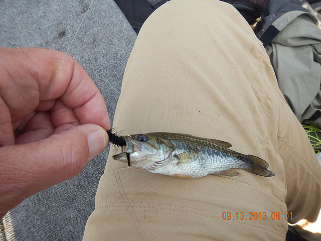 DSCN0112.jpg -                                Lots of little healthy bass....rea good sign of things to come