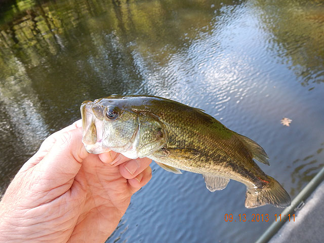 DSCN0114.jpg -                                The biggest bass we caught.