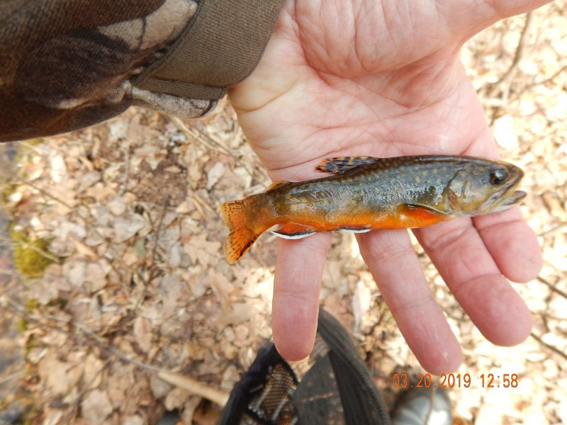 $Patterson1010$.jpg - This was my prettiest fish of the day....by "day" I mean the time fished.  We only spent about 2 hours on the stream, at the most.