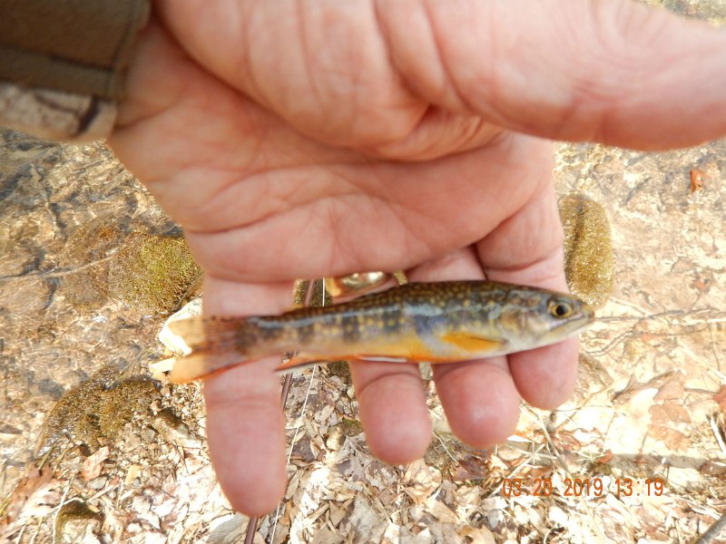 $Patterson1014$.jpg - This was about my average size.  I hit one pool that netted me about 8 fish.  Many of those were not netted.