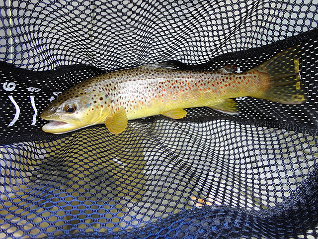DSC01275.jpg -                                My first brown at Penns